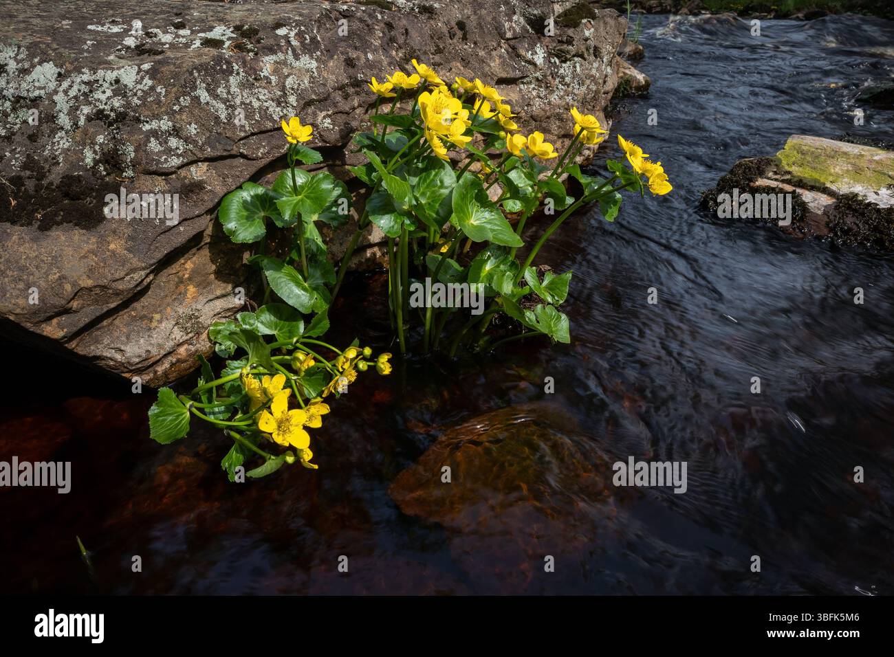 Marsh Marigold (Caltha palustris) blüht Stockfoto