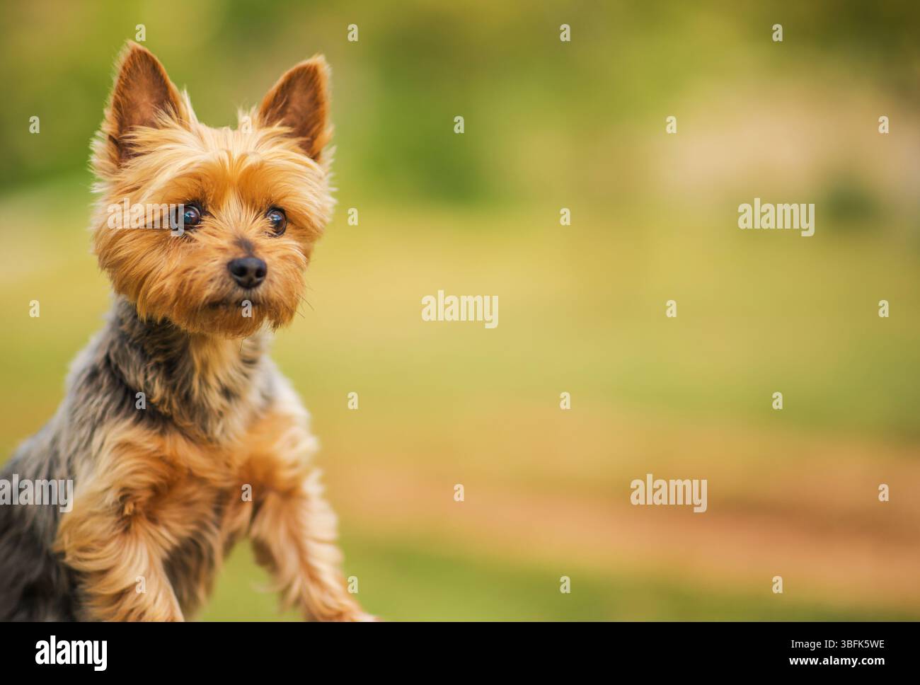 Australischer Silky Terrier mit flauschigem Fell sitzt aufmerksam in einem grünen Park. Das Wetter ist wunderschön und das sanfte Sonnenlicht unterstreicht die natürliche Umgebung Stockfoto