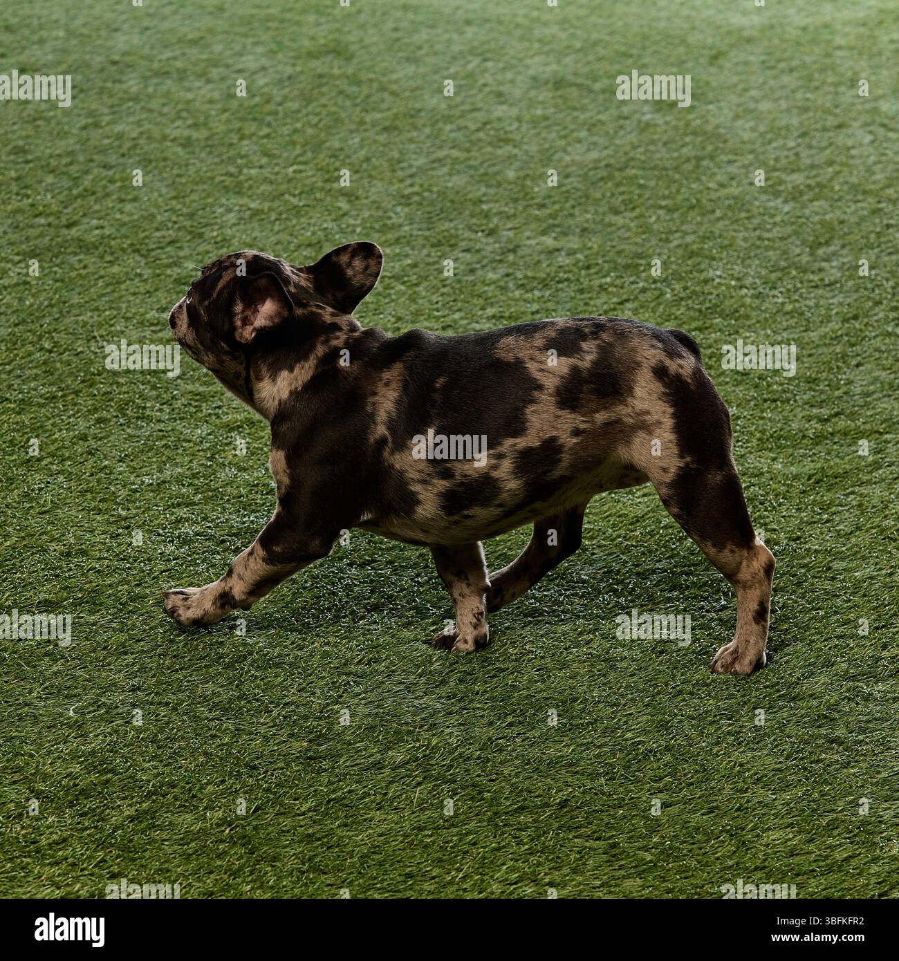 Französischer Bulldogge-Welpe mit dunklem merle-Fell geht mit wachsamen Ohren über grünen Rasen und bewegt sich spielerisch mit neugierigem Blick Stockfoto