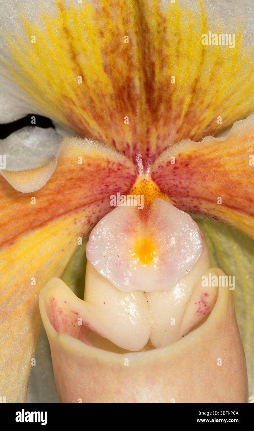 Paphiopedilum Shirokane Orchidee, Cherry City Orchid Society Show, Salem, Oregon Stockfoto