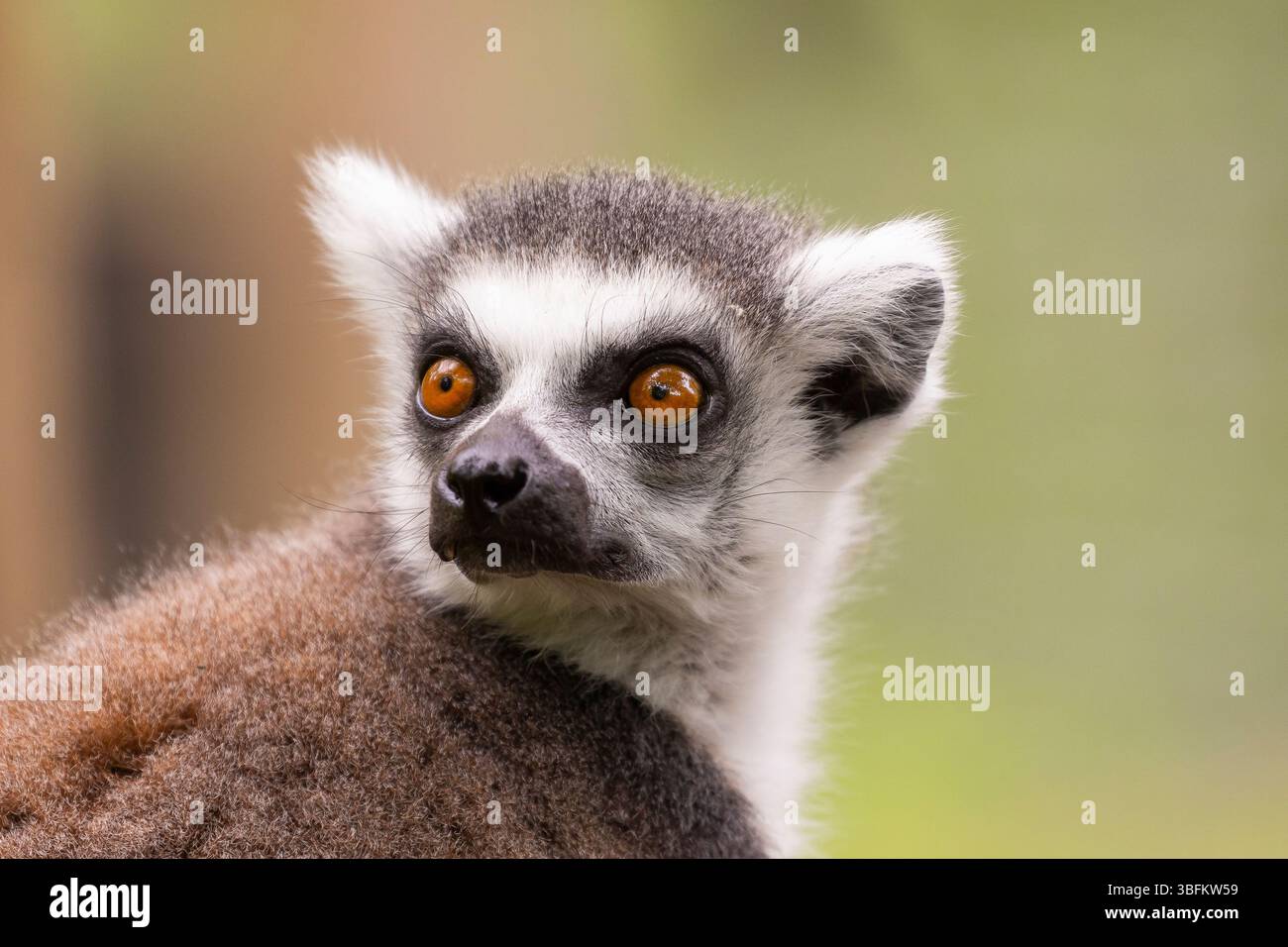 Nahaufnahme eines einzelnen Ringschwanzlemurs (Lemur catta) im Freien, dessen große, offene Augen starren. Stockfoto