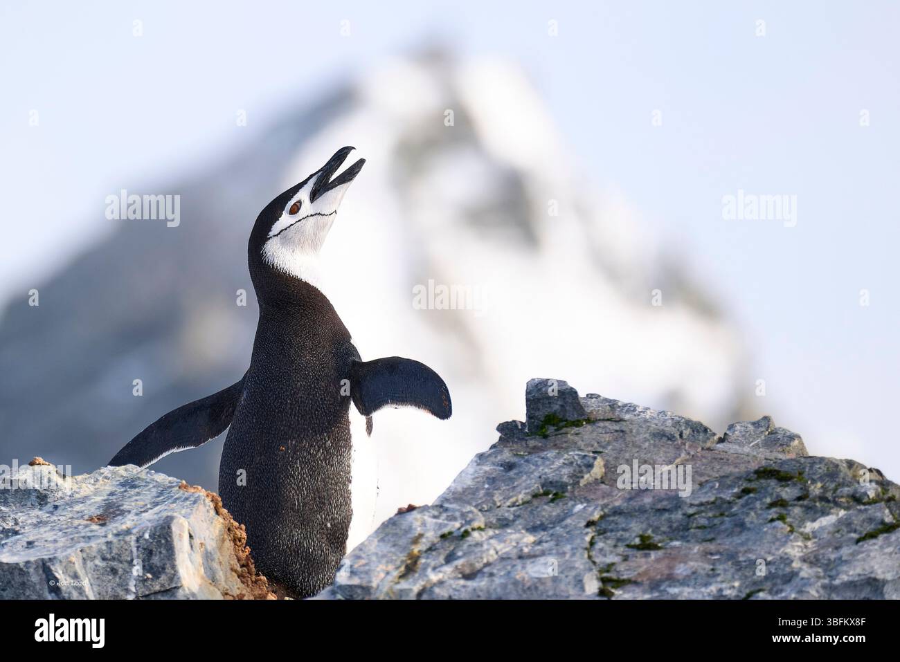 Ein isolierter erwachsener Chinstrap-Pinguin (Pygoscelis antarkticusIn) in Einer felsbedeckten Kolonie mit Einem schneebedeckten Berg im Hintergrund, Antarktis Stockfoto
