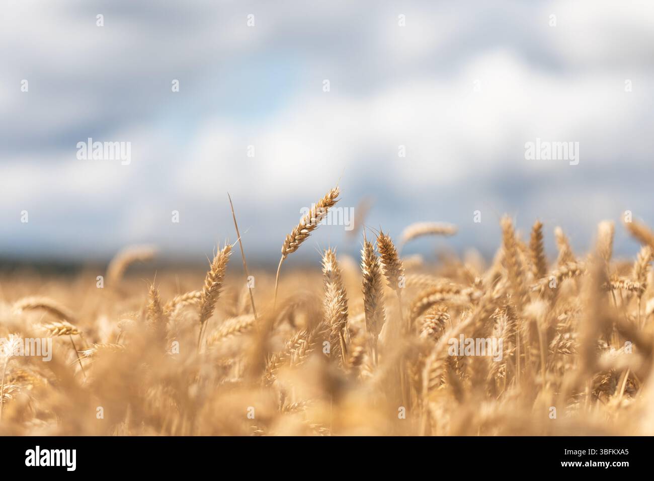 Weizenohren im Vordergrund mit weichem Bokeh und verschwommenen Stielen, mit teilweise bewölktem Himmel im Hintergrund. Naturdetails. Stockfoto