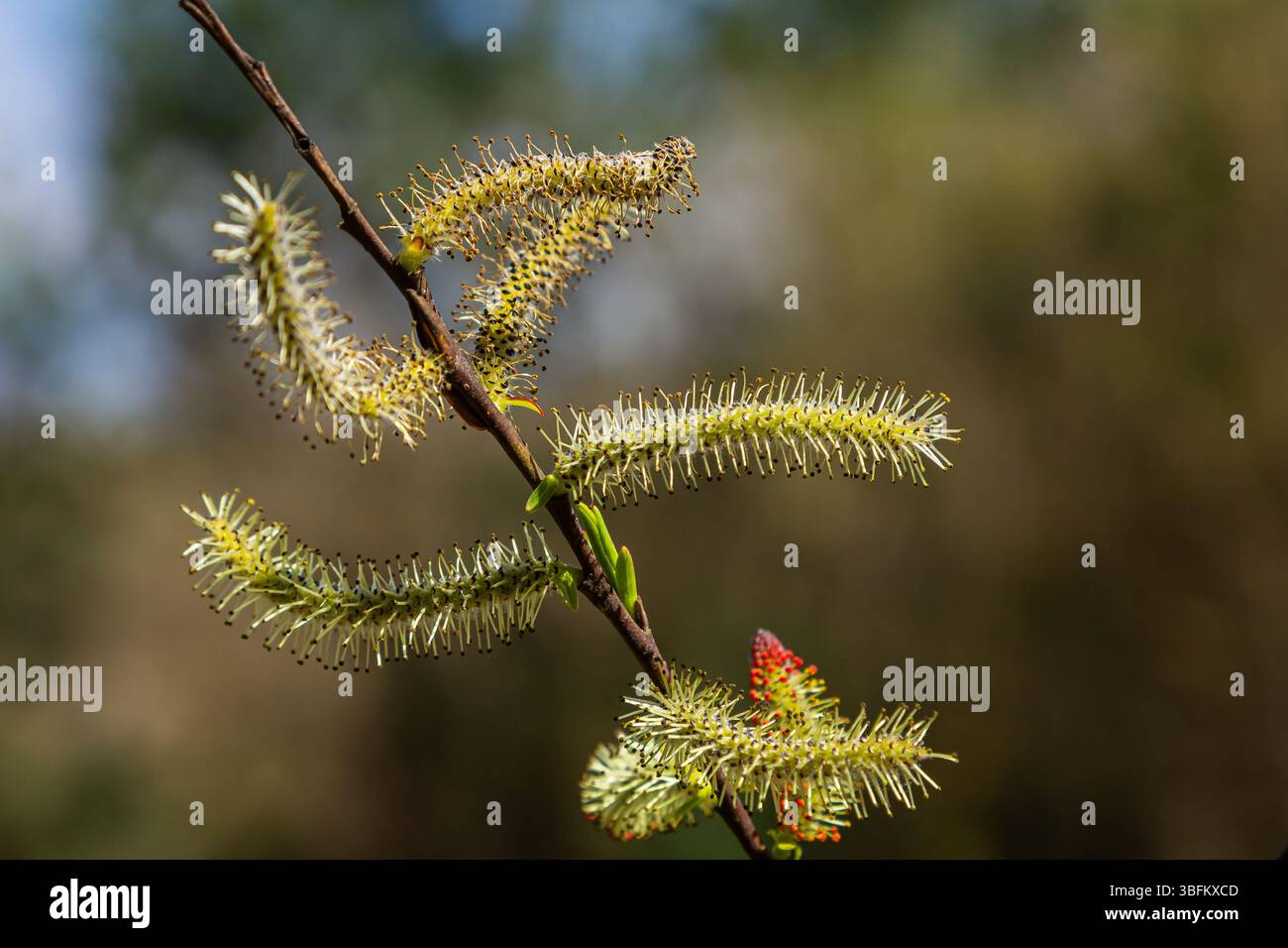 Zarte Weidenblüten tauchen in markanten Gelbtönen auf schlanken Ästen auf und fangen die Essenz der Frühlingserneuerung inmitten von sanftem Sonnenlicht ein. Stockfoto