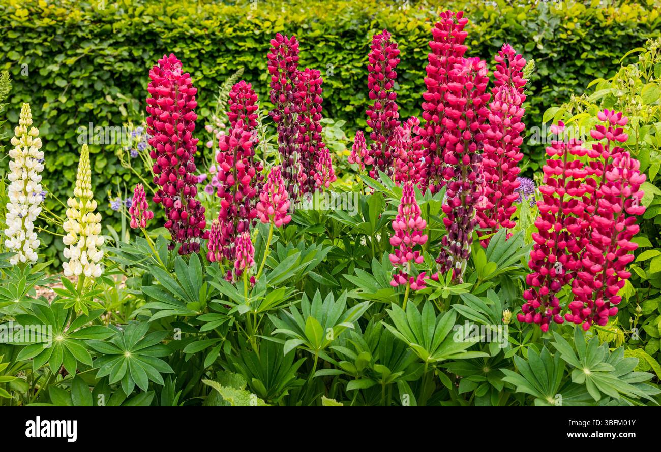 Nahaufnahme großer roter und rosafarbener Lupinen (Lupinus), die in einem Garten in Schottland, Großbritannien, wachsen Stockfoto