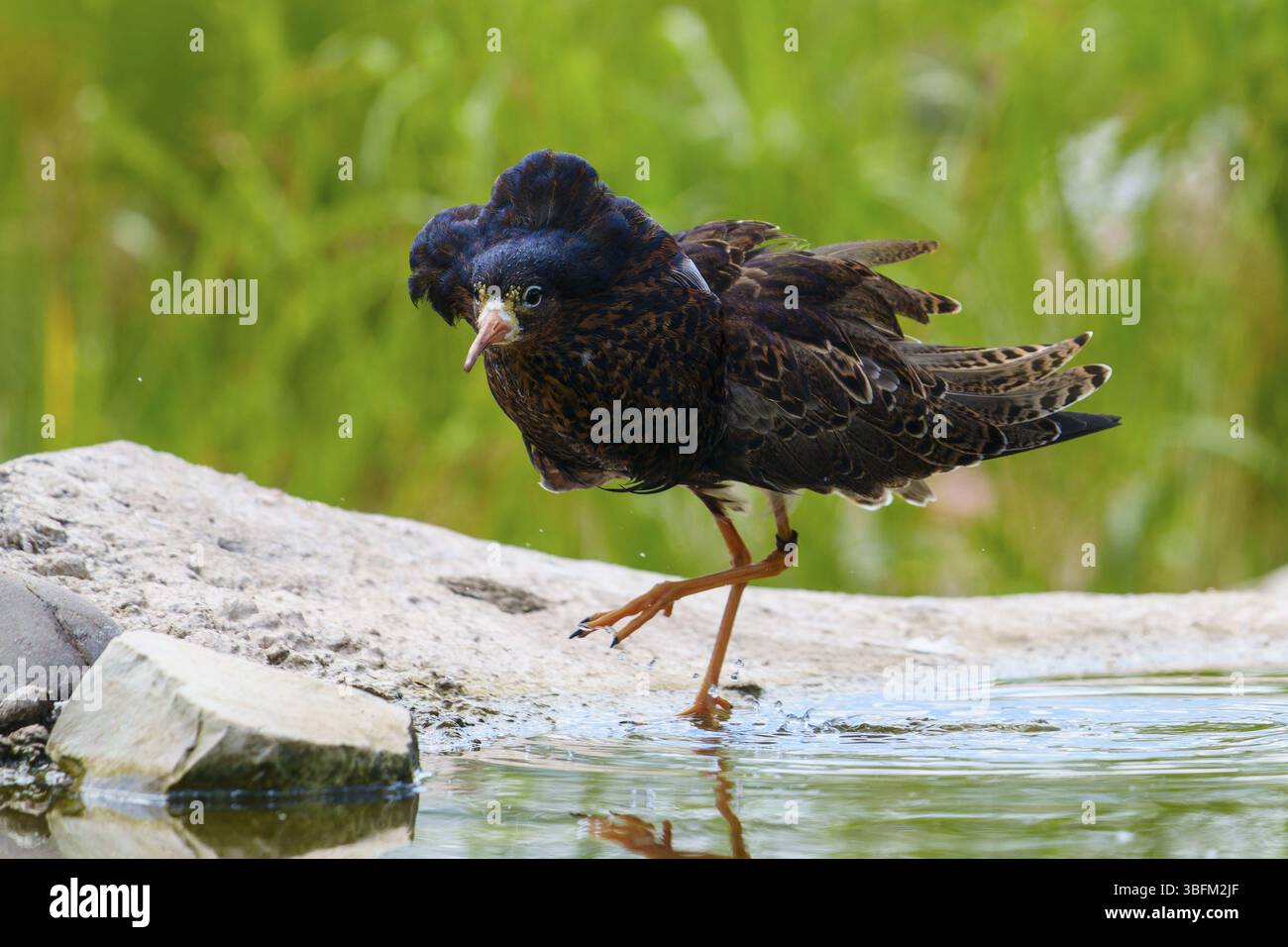 Ein Vogel in der Nähe eines Wasserlochs auf einem Stein in einer natürlichen Umgebung, Ruff (Calidris pugnax, syn.: Philomachus pugnax), Balz, Frankreich, Europa Stockfoto