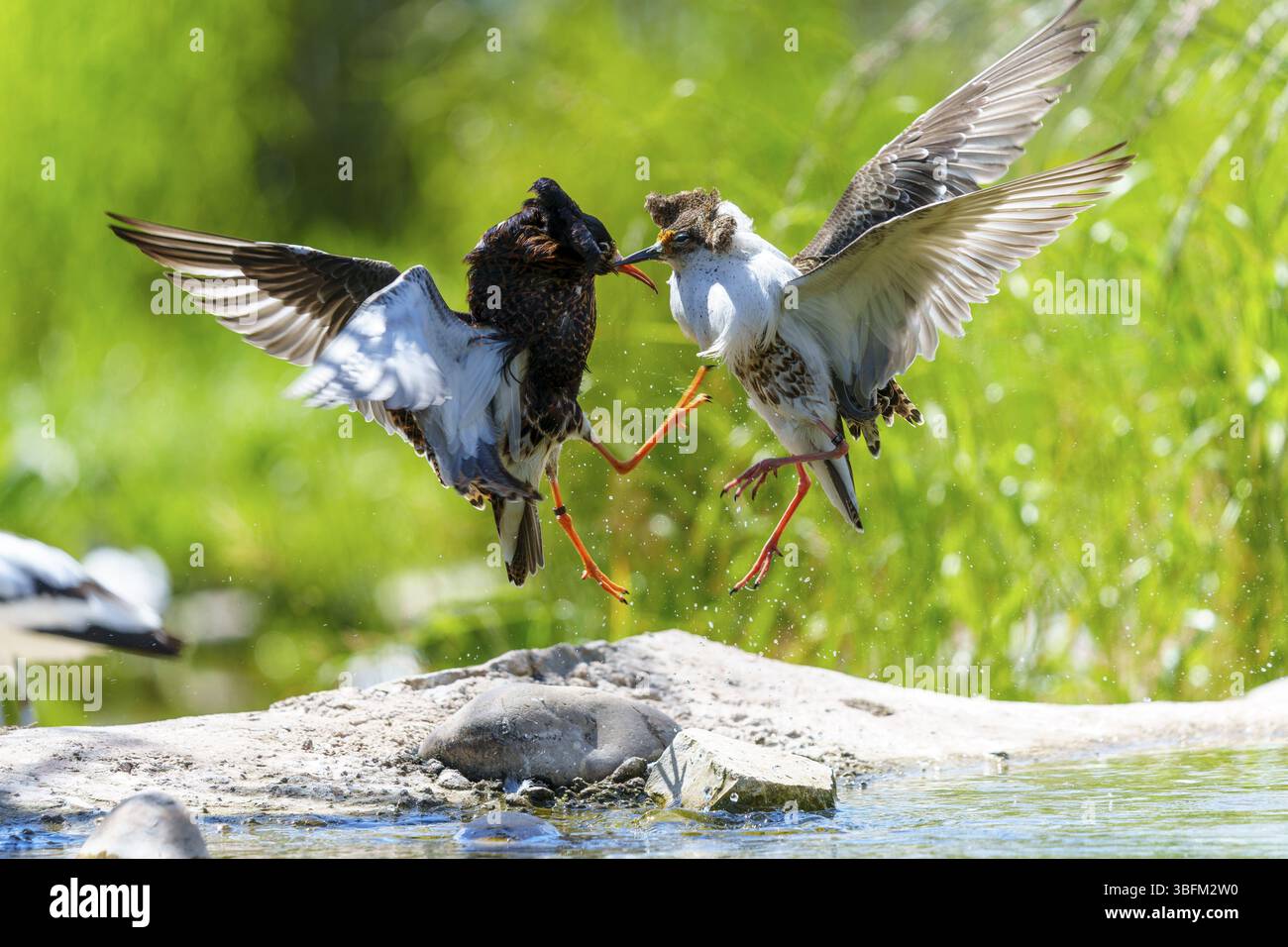Zwei Vögel kämpfen in der Luft, ihre Flügel sind in einer dynamischen Szene ausgebreitet, Ruff (Calidris pugnax, syn.: Philomachus pugnax), Balz, Frankreich, Eur Stockfoto