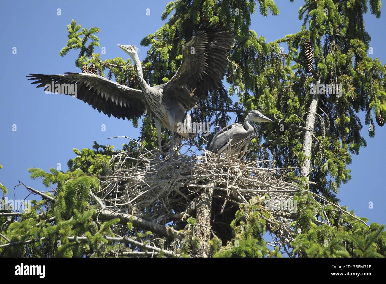 Graureiher (Ardea cinerea) Jungvogel startet zum Jungvogel aus dem Nest in der Krone einer Fichte (Picea) Allgaeu, Bayern, Deutschland, Allgae Stockfoto