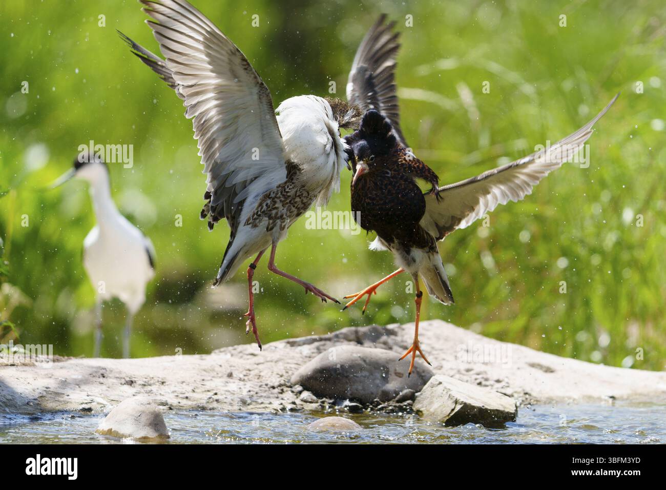 Dynamisches Bild von Kampfkrapfen, Flügel über Wasser in natürlicher Umgebung, Ruff (Calidris pugnax, syn.: Philomachus pugnax), Balz Stockfoto
