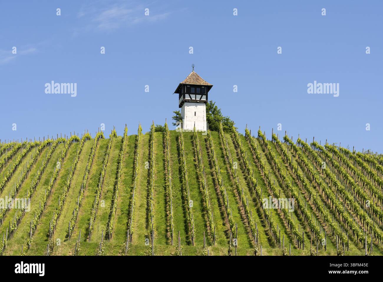Das sogenannte Rebwaechterhaeusle, ein Fachwerkgebaeude um 1600 errichtet, diente der Beaufsichtigung der Rebhaenge und Unterbringung der Geraete, die Stockfoto