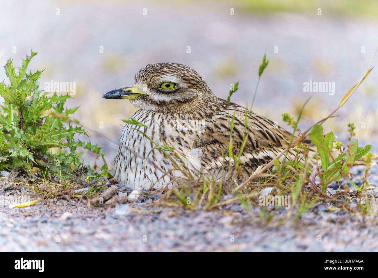 Vogel, der ruhig in den Trümmern mit natürlicher Tarnung sitzt, Steinbrach (Burhinus oedicnemus), Frankreich, Europa Stockfoto