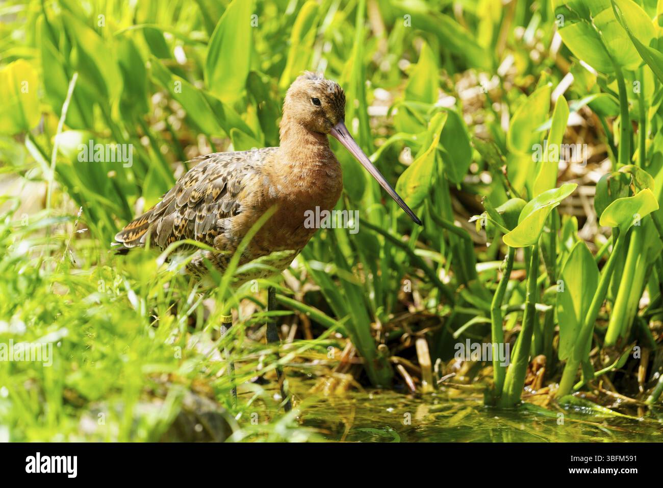 Ein Vogel sitzt am Rande eines Teichs, umgeben von grünen Pflanzen, Schwarzschwanzgodwit (Limosa limosa), Frankreich, Europa Stockfoto