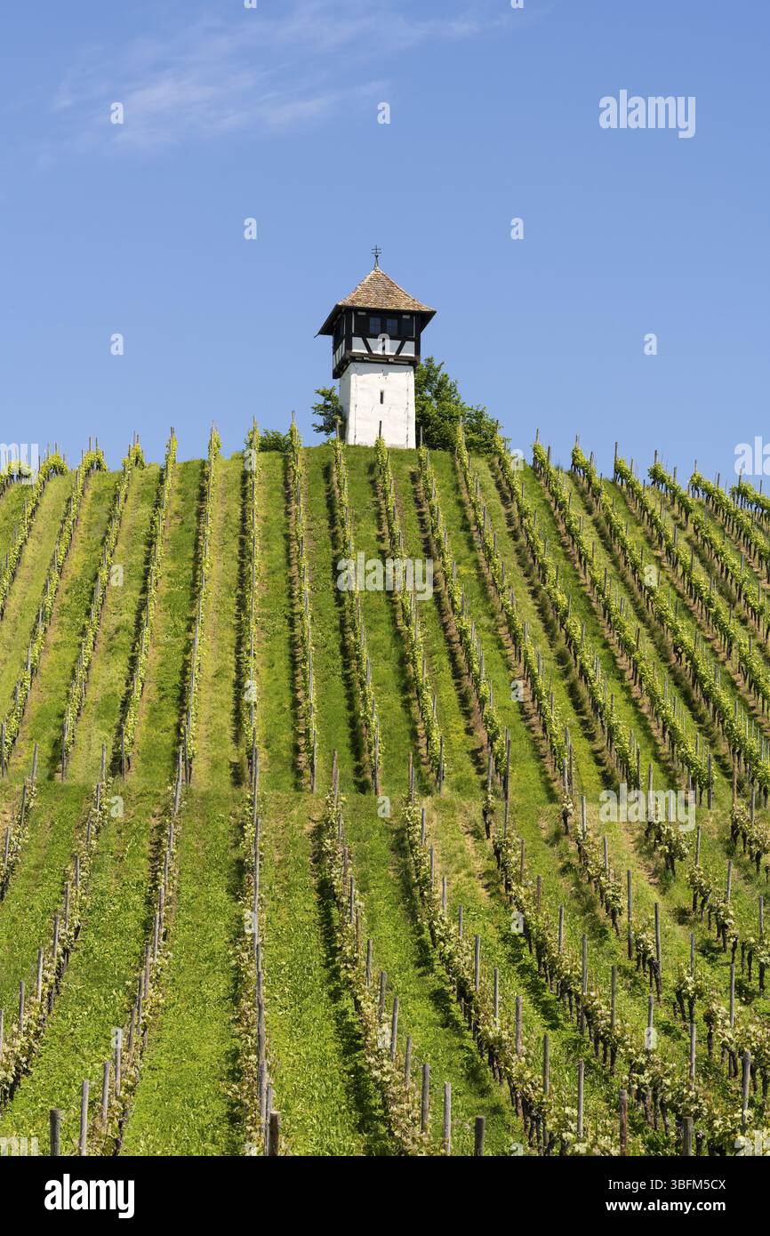 Das sogenannte Rebwaechterhaeusle, ein Fachwerkgebaeude um 1600 errichtet, diente der Beaufsichtigung der Rebhaenge und Unterbringung der Geraete, die Stockfoto