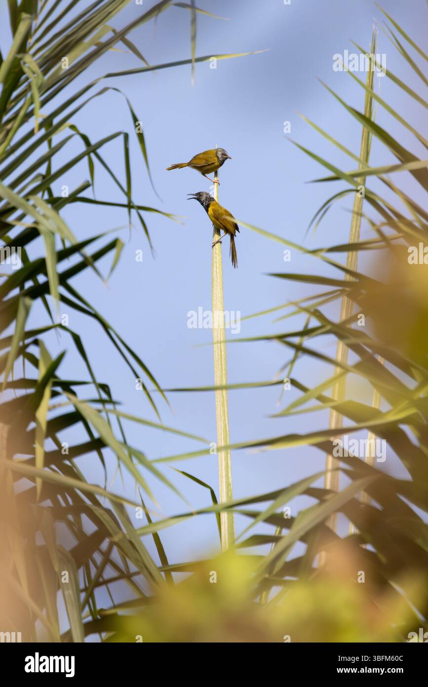 Oriole Gratbler Hypergerus Atriceps, Erwachsene in Palmen, Kambujeh, Brikama, Gambia, Januar Stockfoto