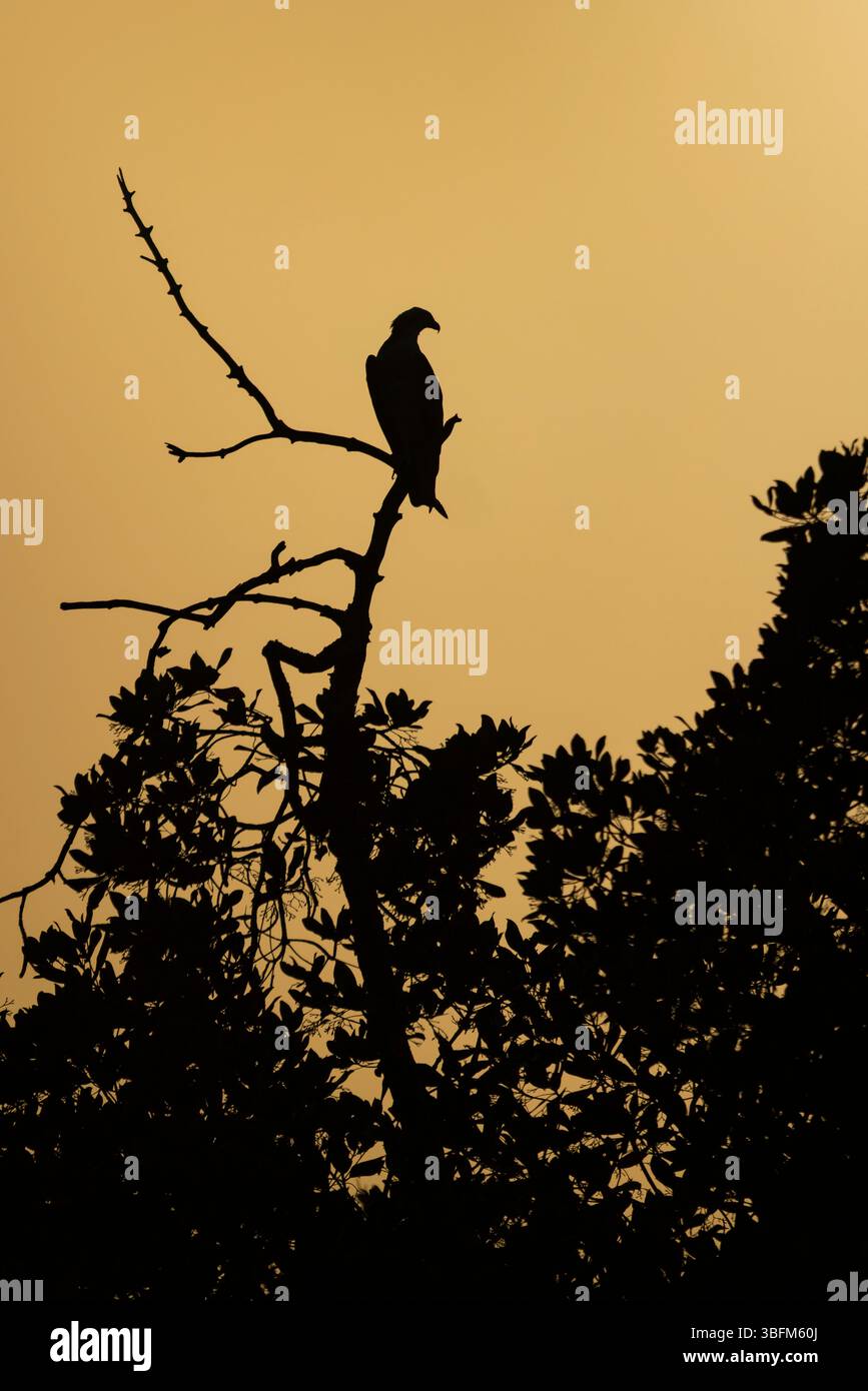 Osprey Pandion haliaetus, in Mangroven bei Sonnenuntergang, Gambia River, Brikama, Gambia, Januar Stockfoto