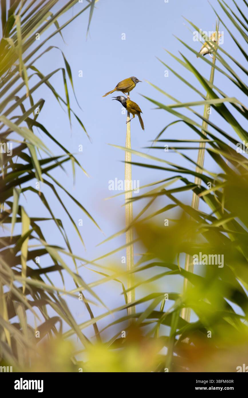 Oriole Gratbler Hypergerus Atriceps, Erwachsene in Palmen, Kambujeh, Brikama, Gambia, Januar Stockfoto