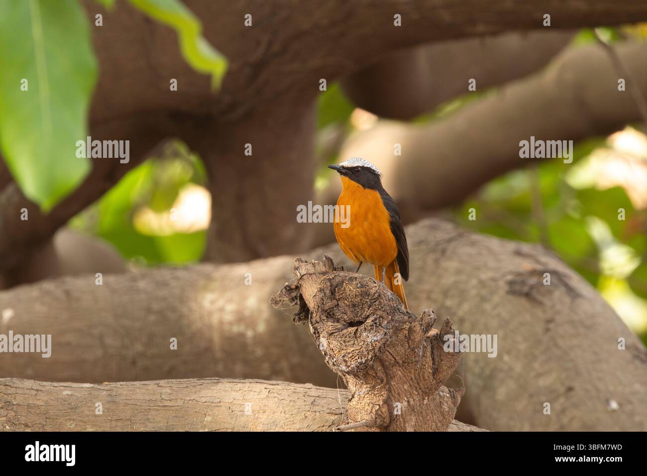 Cossypha albicapillus, Erwachsener im Wald, Kubuneh, Brikama, Gambia, Januar Stockfoto