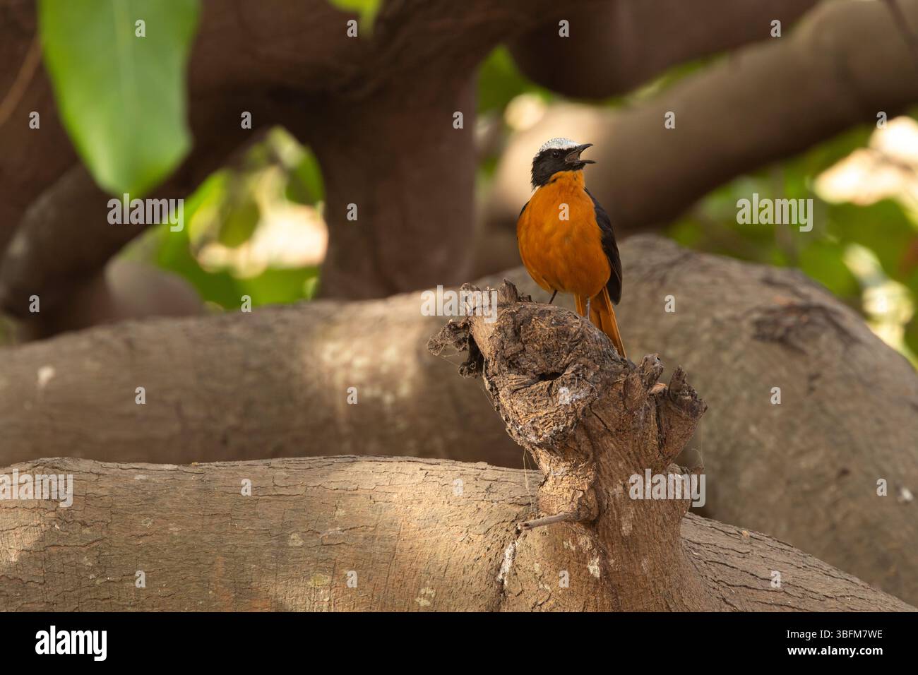 Cossypha albicapillus, Erwachsener im Wald, Kubuneh, Brikama, Gambia, Januar Stockfoto