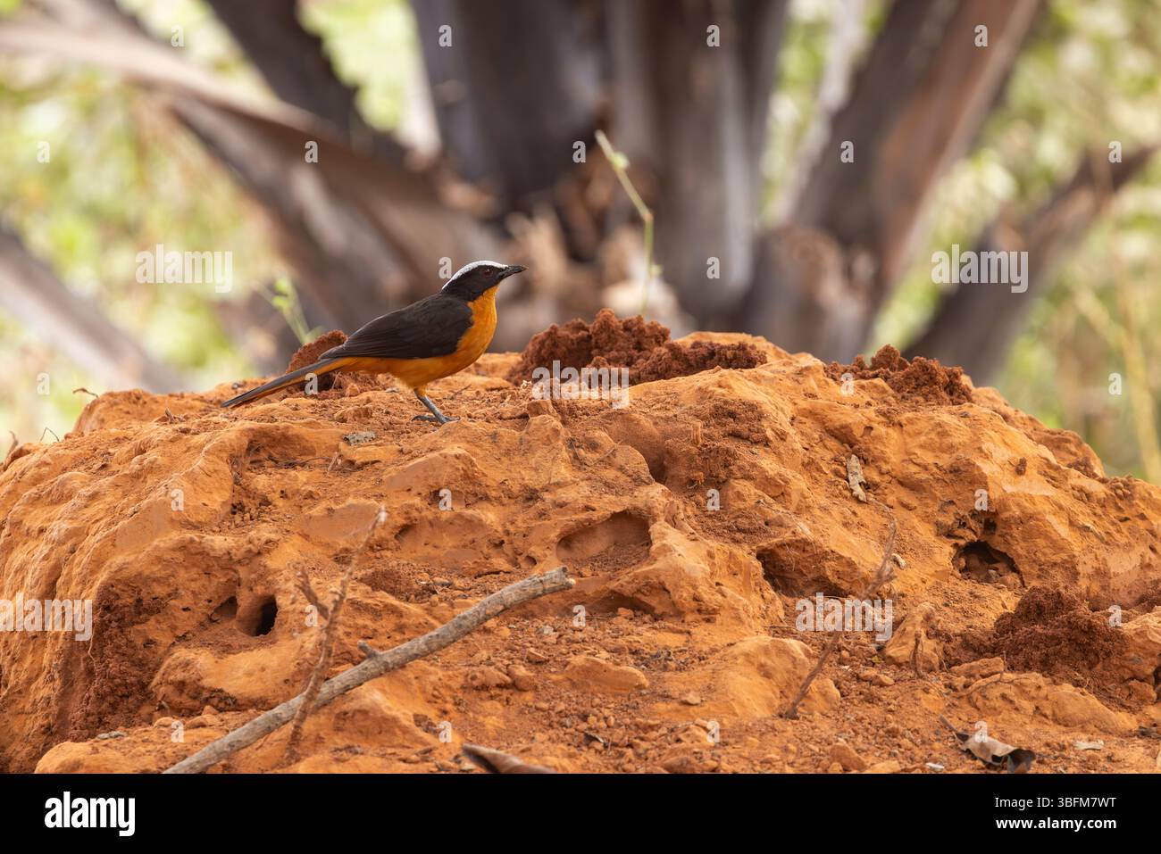 Cossypha albicapillus, Erwachsener auf Termitenhügel, Kubuneh, Brikama, Gambia, Januar Stockfoto