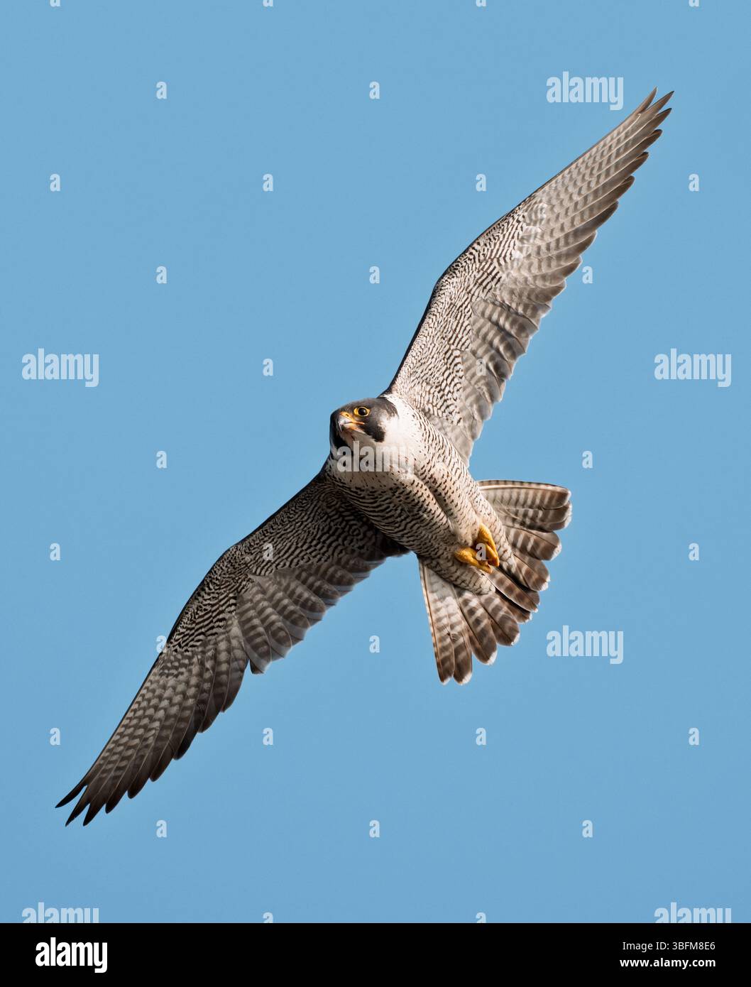 Wilder weiblicher Wanderfalke (Falco peregrinus) im Flug gegen einen blauen Himmel, Norfolk Stockfoto