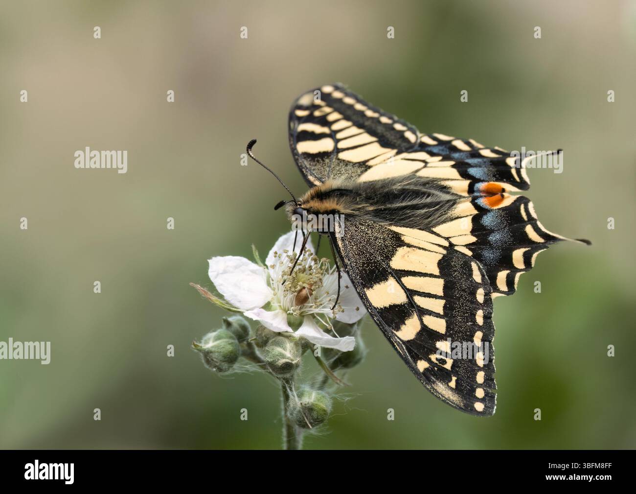 Blick von oben auf einen Schwalbenschwanz-Schmetterling (Papilionidae), der sich von Nektar ernährt, Norfolk Stockfoto