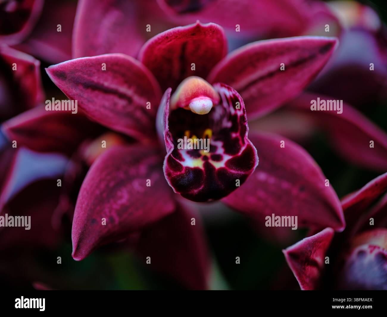 Orchidee mit dunkelroten Blüten und auffälligen Mustern, die tagsüber in einem Garten zu finden sind Stockfoto