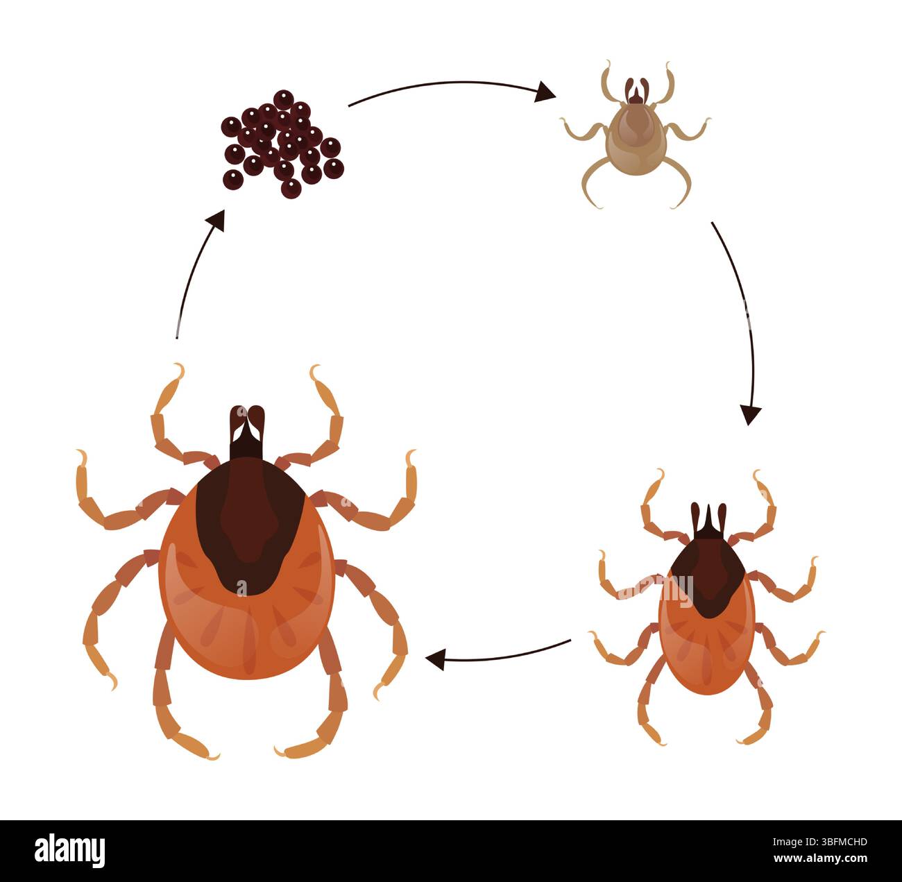 Darstellung des gesamten Lebenszyklus einer Milbe mit Eizellen, Larven, Nymphe und adulten Stadien, Biologie und zoologische Ausbildung Stock Vektor