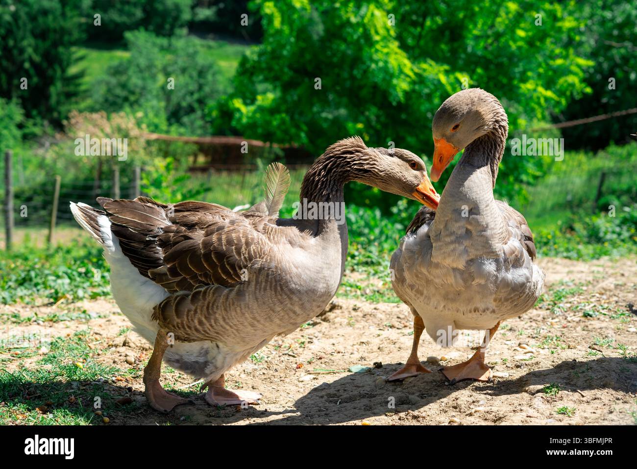 Nahaufnahme von zwei Graugänsen, die vor grünem Waldhintergrund interagieren Stockfoto