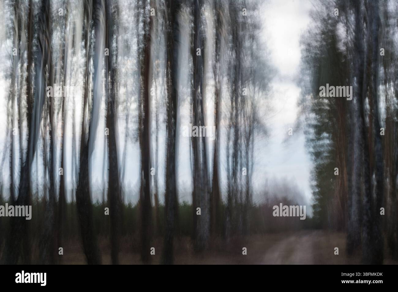 Der Wald wird für Sie kommen – Eine eindringliche Vision, in der sich der Wald leise einschleicht und Sie in ihre ewige Stille verschmilzt. Tags: Stockfoto