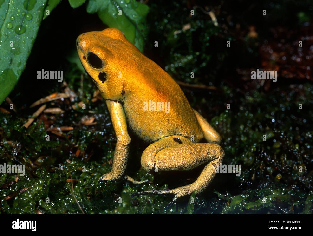 Goldener Dartfrosch, goldener Giftpfeilfrosch, Phyllobates terribilis, Dendrobatidae, Kolumbien, Südamerika Stockfoto