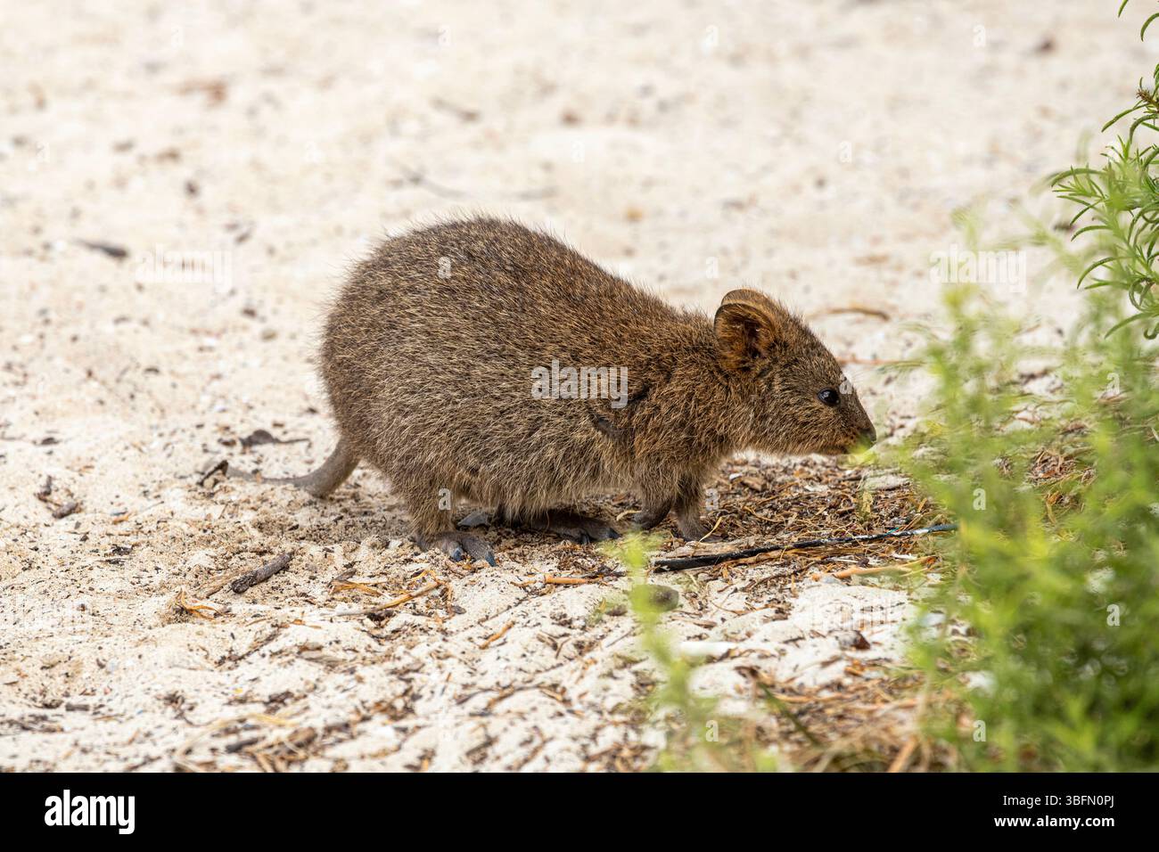 Eine Quokka (Setonix brachyurus) auf Rottnest Island, (Wadjemup) Western Australia, WA, Australien. Stockfoto