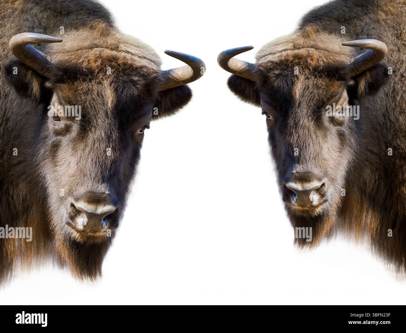 Zwei Bisons isoliert auf weißem Hintergrund Stockfoto