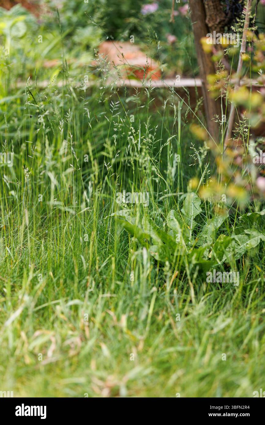 Ein bewachsener Rasen in einem britischen Garten während des Monats Mai (No Mow May), der Insektenlebensräume schafft und Unkraut/Wildpflanzen wachsen lässt. Stockfoto