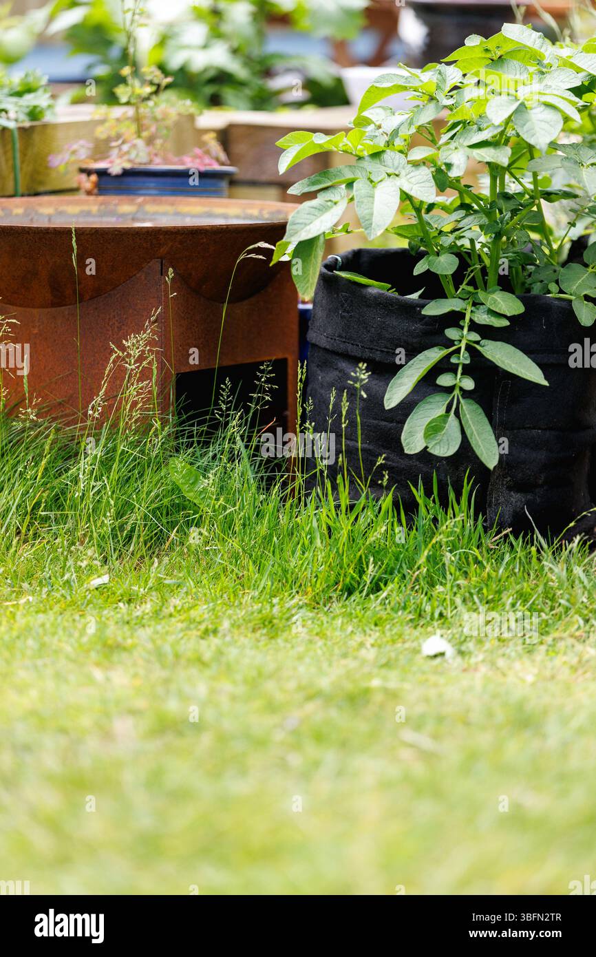 Ein bewachsener Rasen in einem britischen Garten während des Monats Mai (No Mow May), der Insektenlebensräume schafft und Unkraut/Wildpflanzen wachsen lässt. Stockfoto