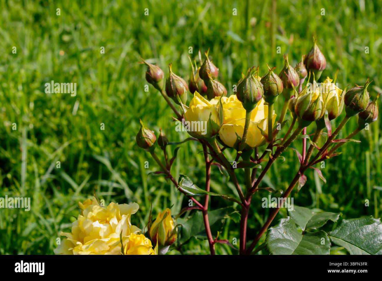 Mehrere gelbe Rosen blühen und keimen in einem Garten. Grünes Gras füllt den Hintergrund an einem sonnigen Tag. Neue Blätter und Knospen sind hervorzuheben. Stockfoto
