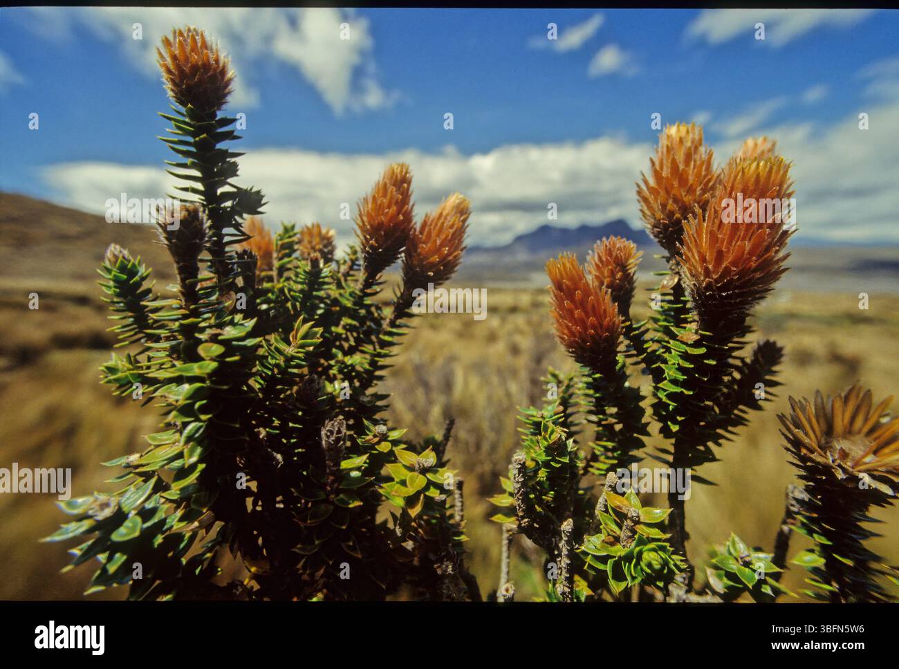 Chuquiraga jussieui, die Blume der Anden, ist eine blühende Pflanzenart aus der Familie der Asteraceae. Es ist ein niedriger Sträucher, der eine Höhe von etwa erreicht Stockfoto