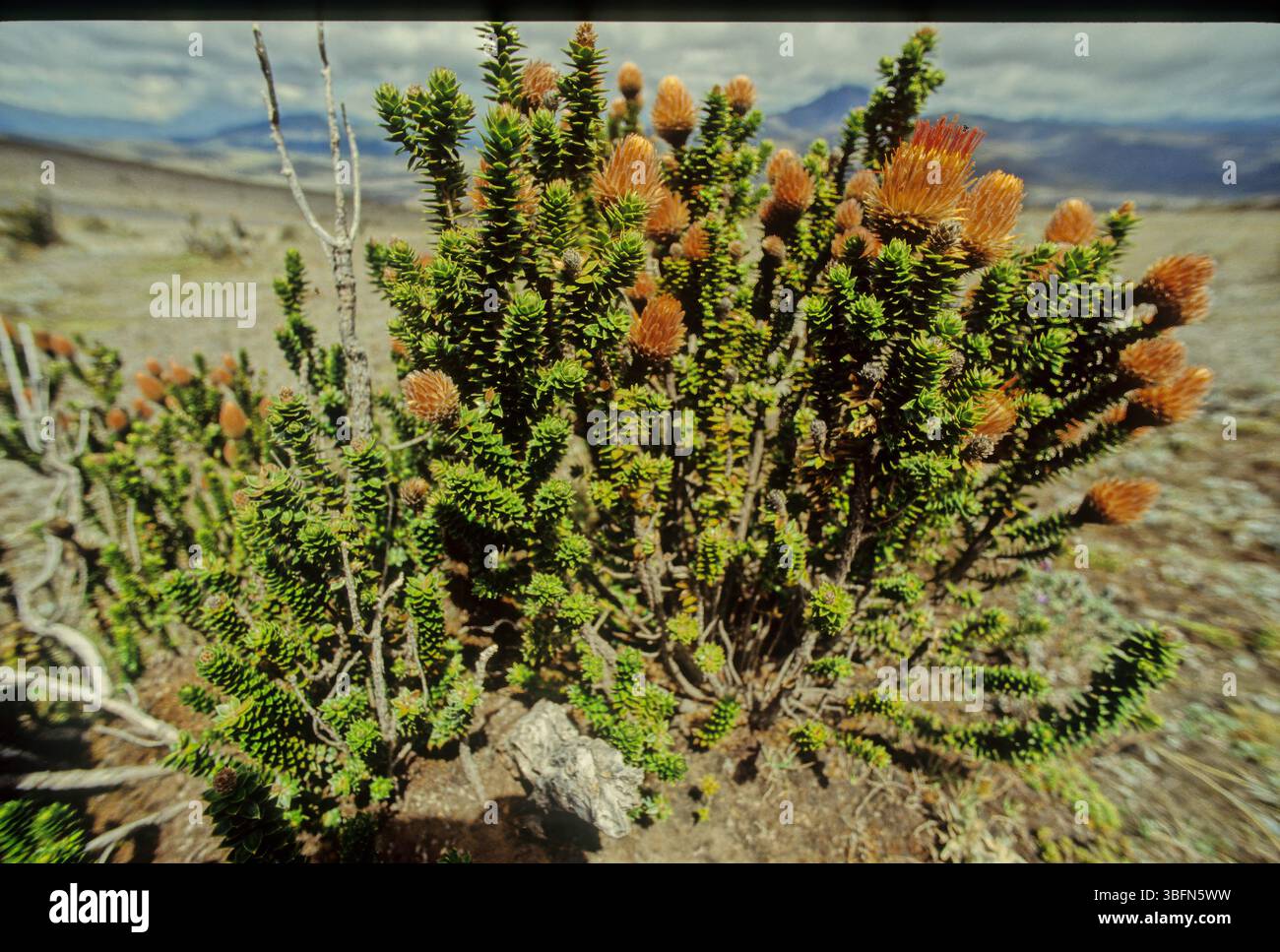 Chuquiraga jussieui, die Blume der Anden, ist eine blühende Pflanzenart aus der Familie der Asteraceae. Es ist ein niedriger Sträucher, der eine Höhe von etwa erreicht Stockfoto