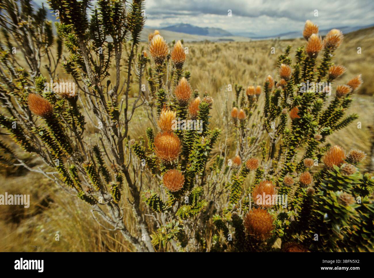 Chuquiraga jussieui, die Blume der Anden, ist eine blühende Pflanzenart aus der Familie der Asteraceae. Es ist ein niedriger Sträucher, der eine Höhe von etwa erreicht Stockfoto