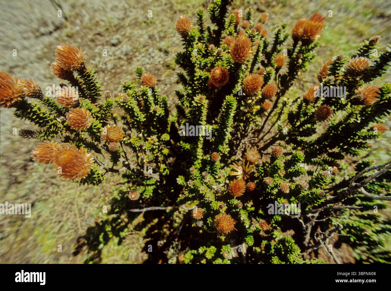Chuquiraga jussieui, die Blume der Anden, ist eine blühende Pflanzenart aus der Familie der Asteraceae. Es ist ein niedriger Sträucher, der eine Höhe von etwa erreicht Stockfoto