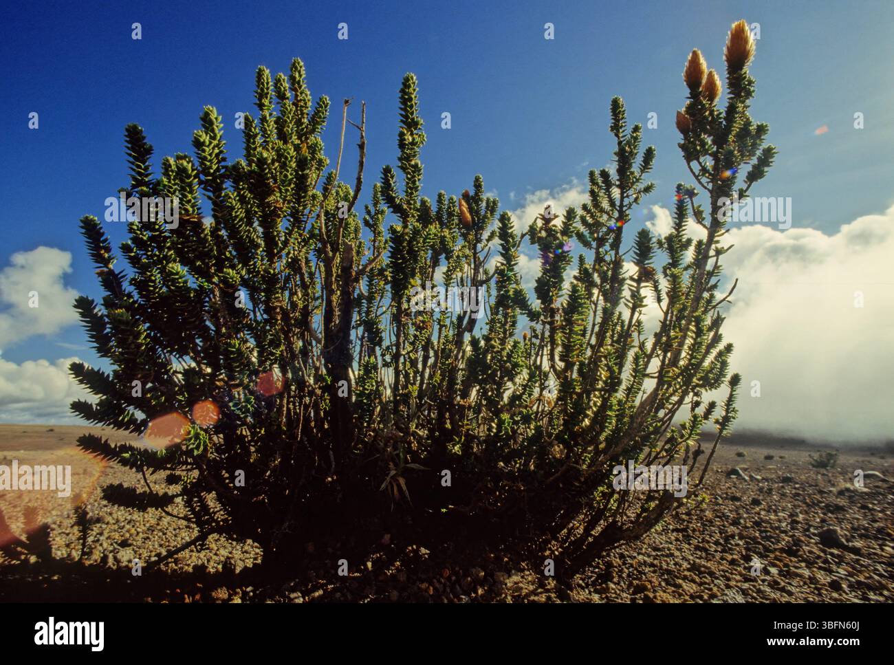 Chuquiraga jussieui, die Blume der Anden, ist eine blühende Pflanzenart aus der Familie der Asteraceae. Es ist ein niedriger Sträucher, der eine Höhe von etwa erreicht Stockfoto