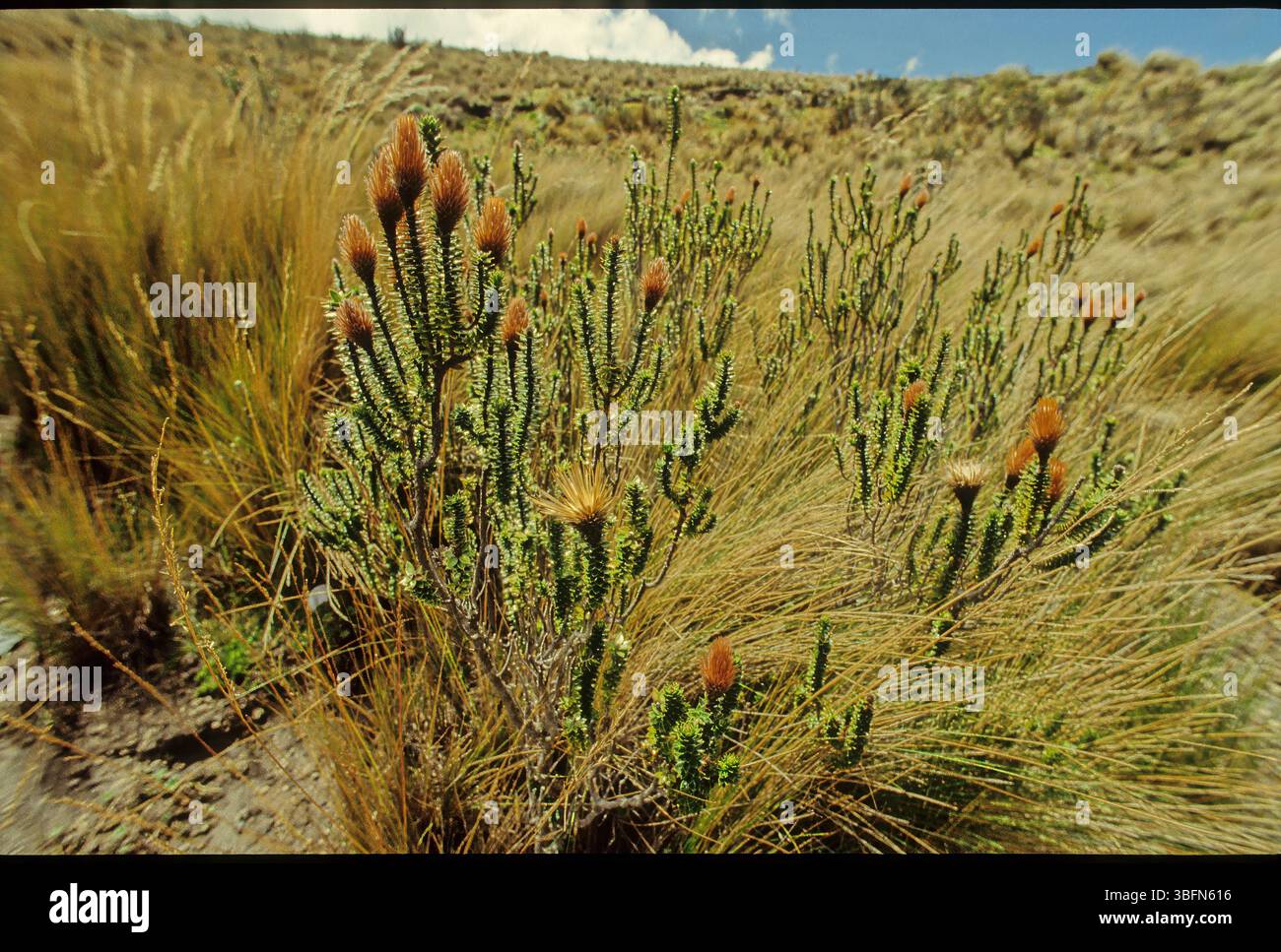 Chuquiraga jussieui, die Blume der Anden, ist eine blühende Pflanzenart aus der Familie der Asteraceae. Es ist ein niedriger Sträucher, der eine Höhe von etwa erreicht Stockfoto