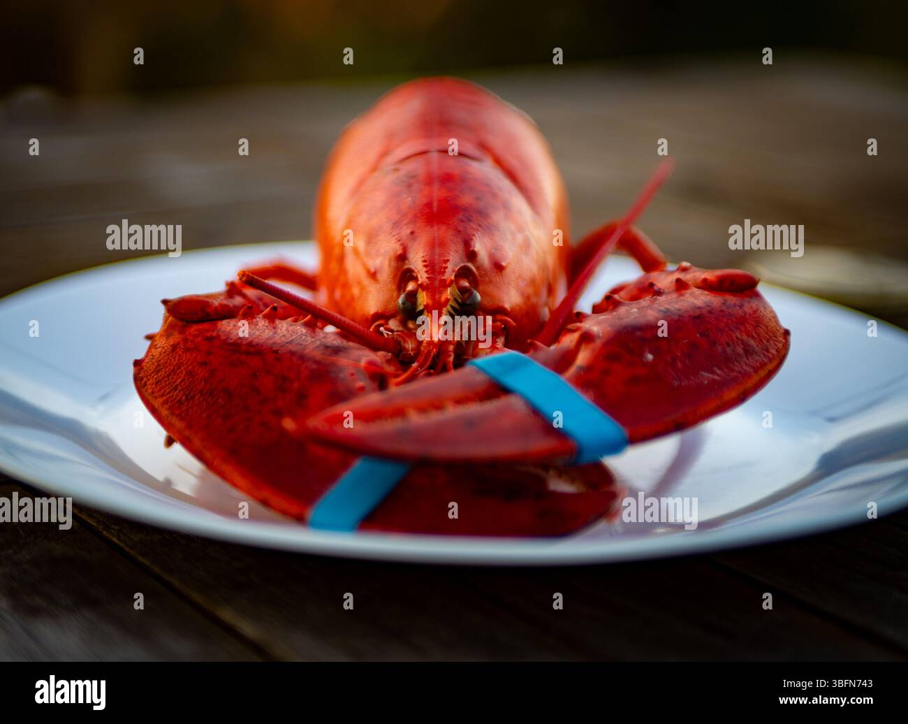 Frisch gekochter Hummer nach vorne, bereit zum Verzehr Stockfoto
