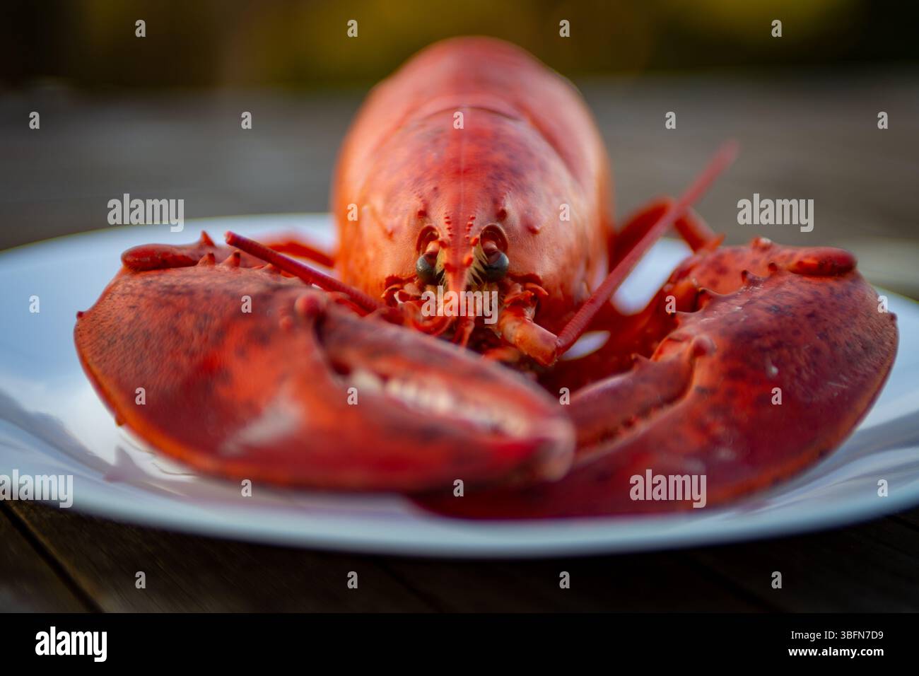 Frisch gekochter Hummer nach vorne, bereit zum Verzehr Stockfoto