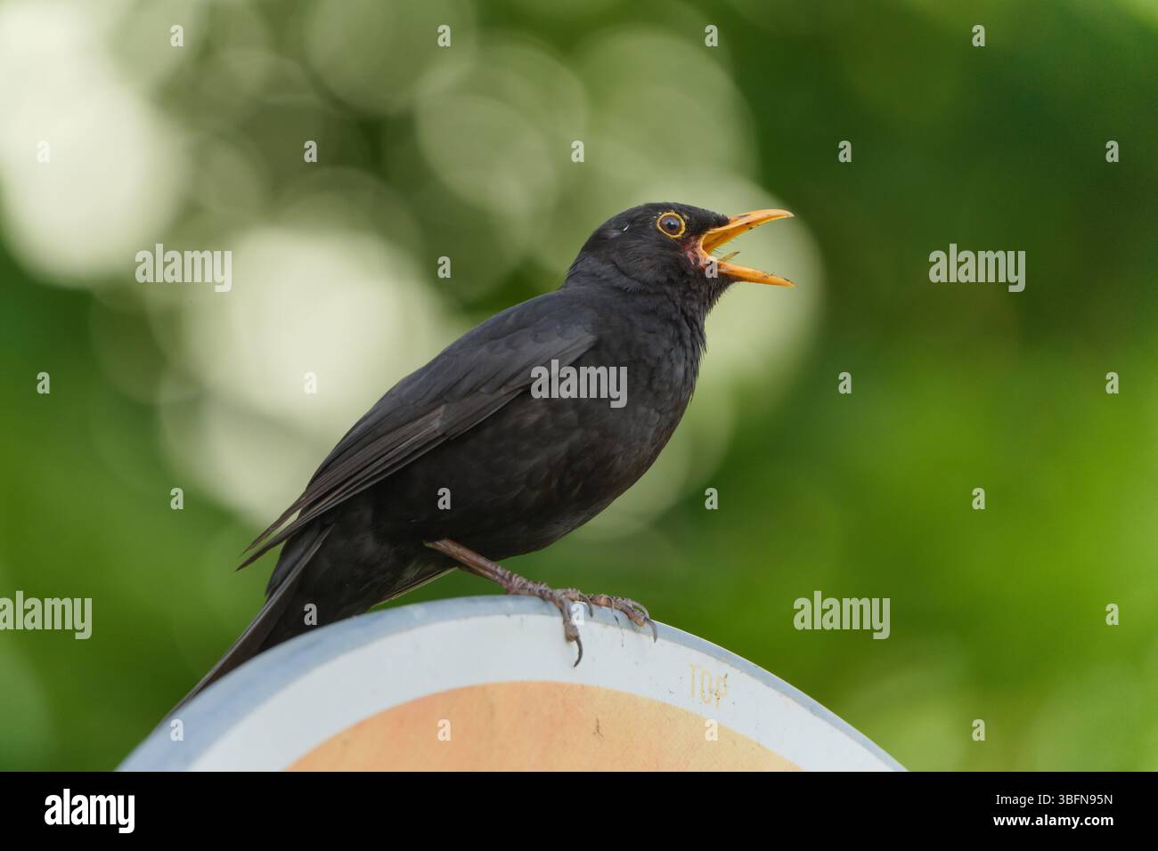 Eurasische Amsel, auch bekannt als die gewöhnliche Amsel oder Turdus merula Nahporträt. Singen mit offenem Schnabel. Lustiges Tierfoto. Kopierbereich. Stockfoto