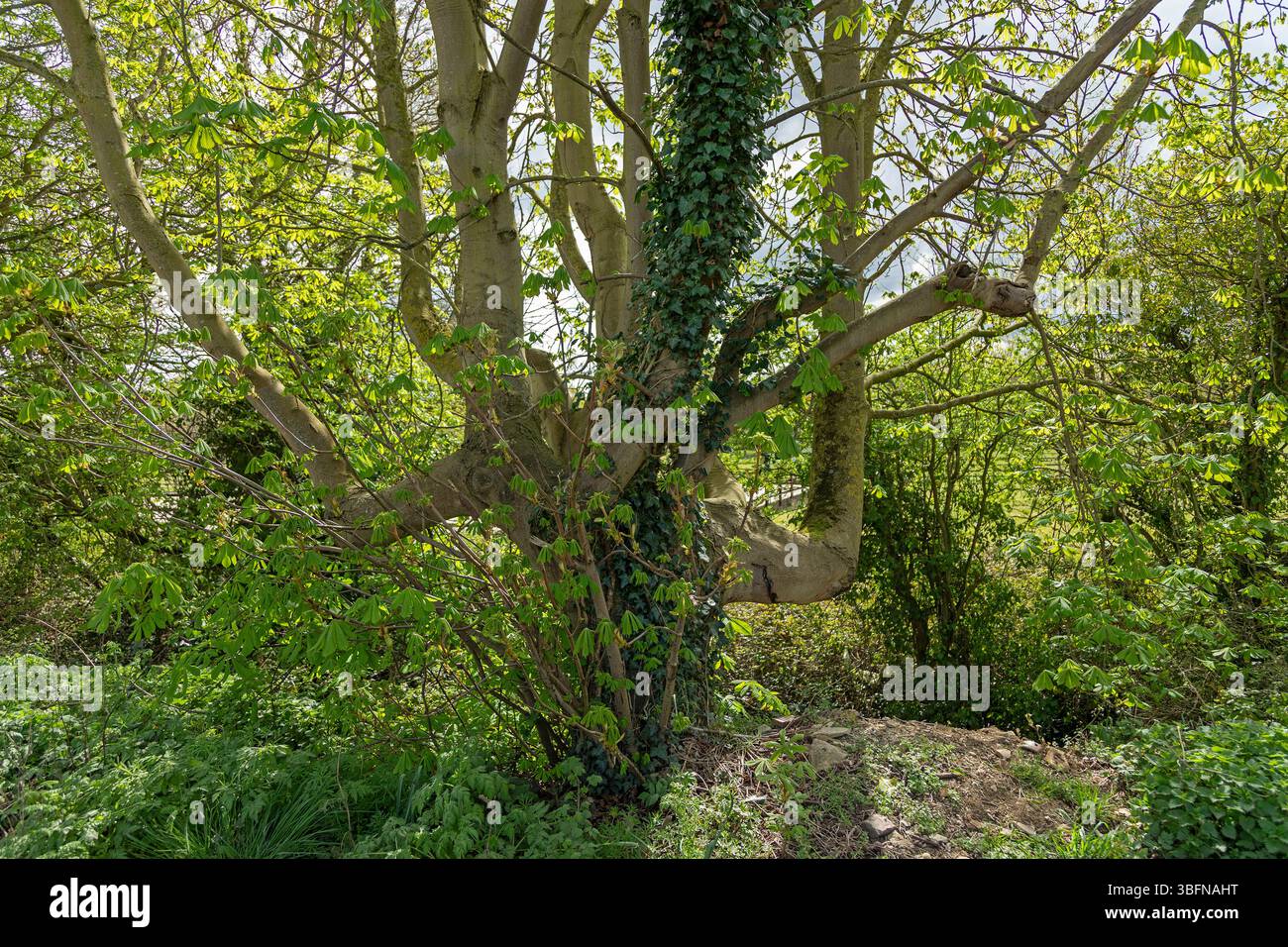 Natürlicher Wald, Bäume, Efeu, Frühling, Stanway, Broadway, Die Cotswolds, England, Großbritannien Stockfoto