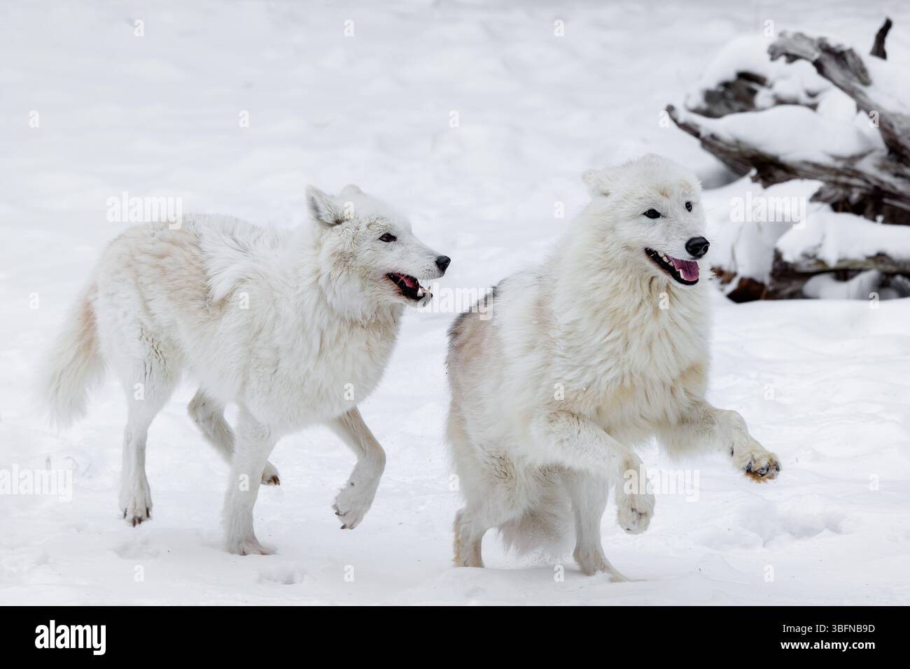 Der arktische Wolf, auch bekannt als weißer Wolf, Polarwolf und arktischer Grauwolf, ist eine Unterart des Grauwolfs, der in der hocharktischen Tundra beheimatet ist Stockfoto