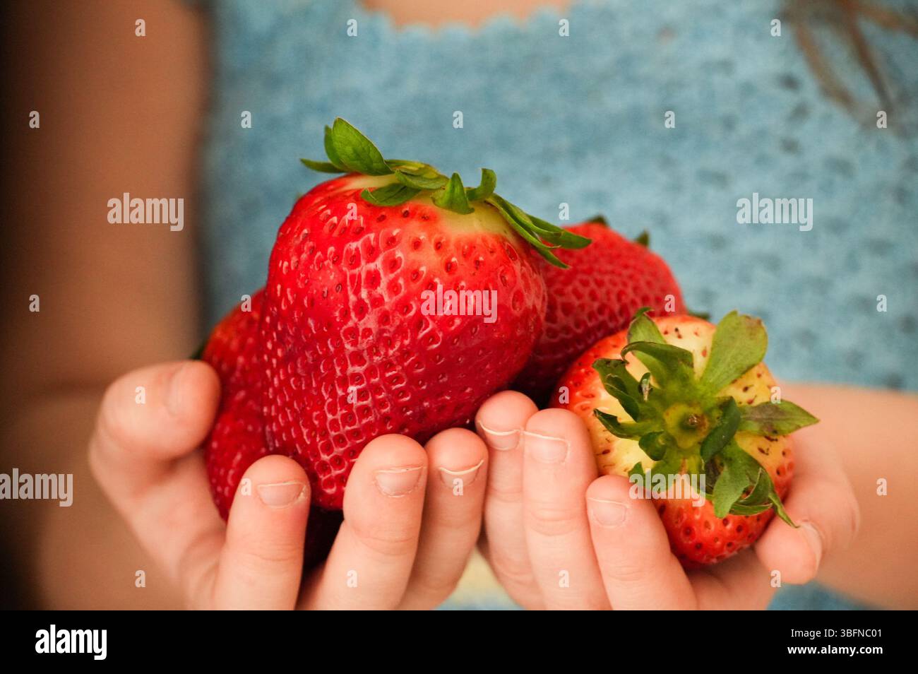 Eine Handvoll große und köstliche Erdbeeren. Erdbeeren in Kinderhänden. Stockfoto