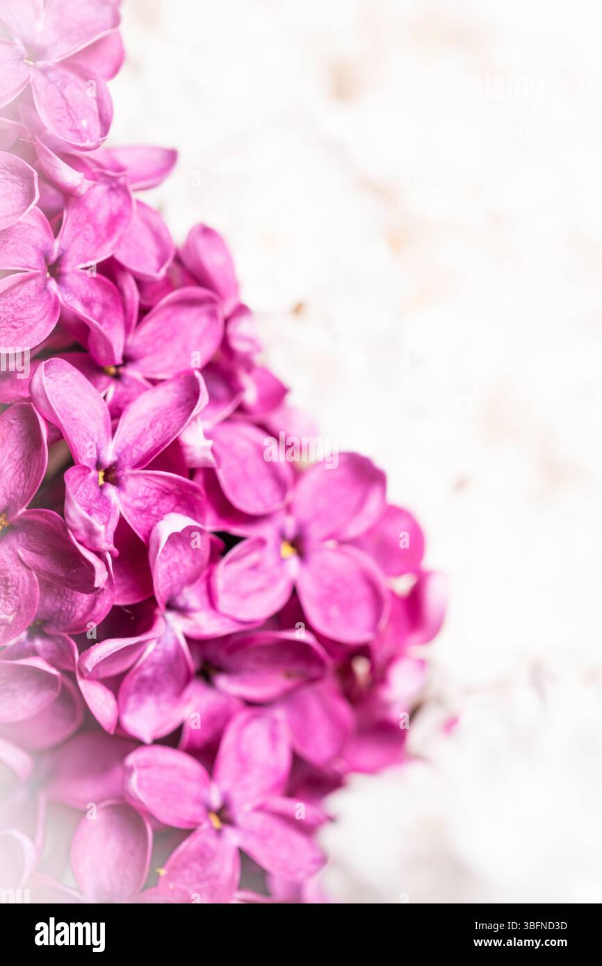Schönen lila Blumen auf weißem Hintergrund Stockfoto