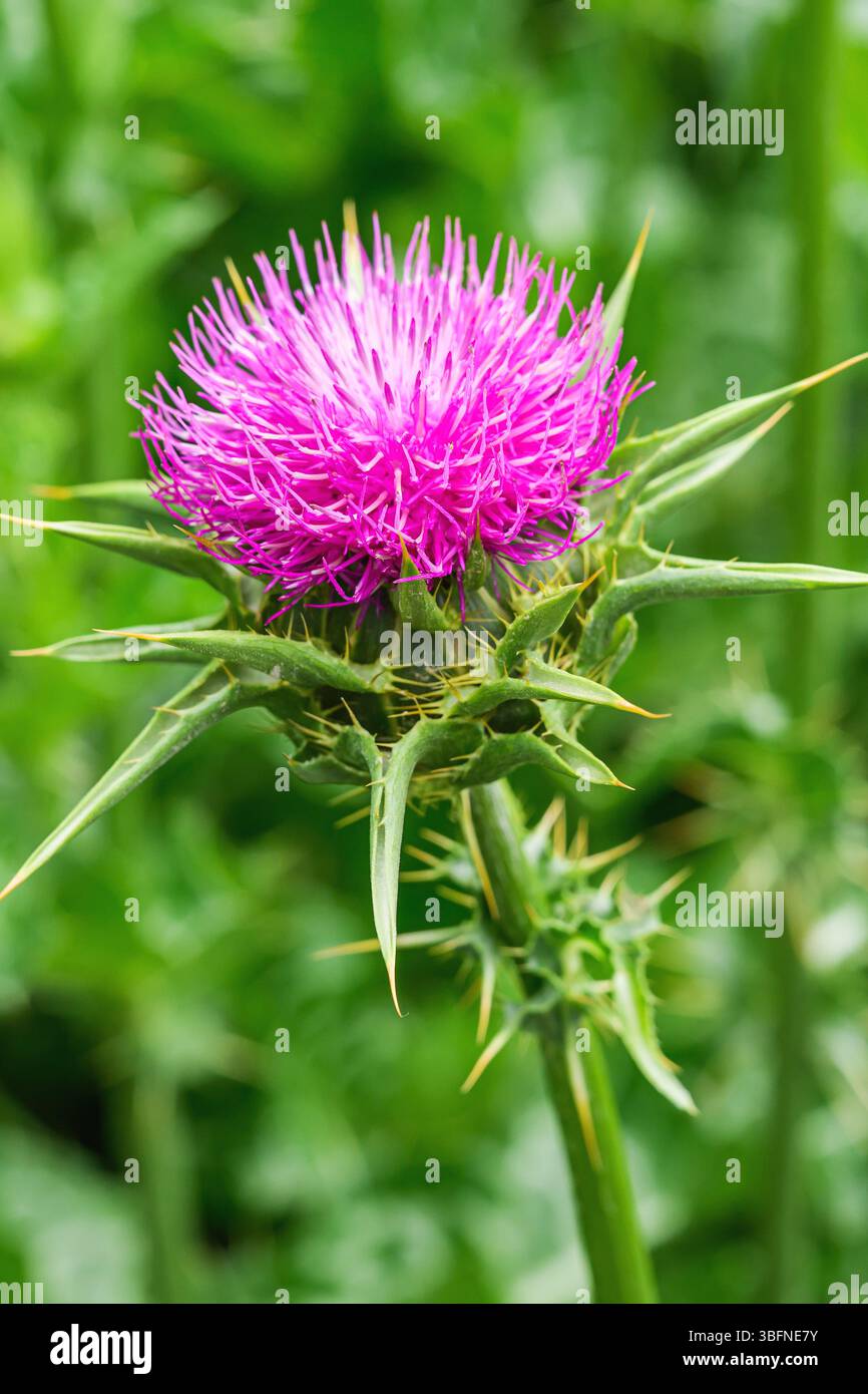 Mariendistel Unkraut Blumenkopf, Nahaufnahme. Lila blühende Mariendistel (Silybum marianum) oder unbebaute Pflanze Cardus marianus. Selektiver Fokus Stockfoto