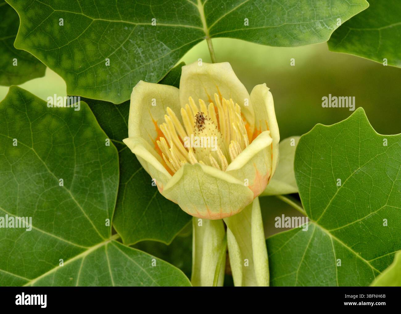 Amerikanischer Tulipbaum (Liriodendron tulipifera) Nahaufnahme eines jungen Frühlingsblumenbesatzes Stockfoto